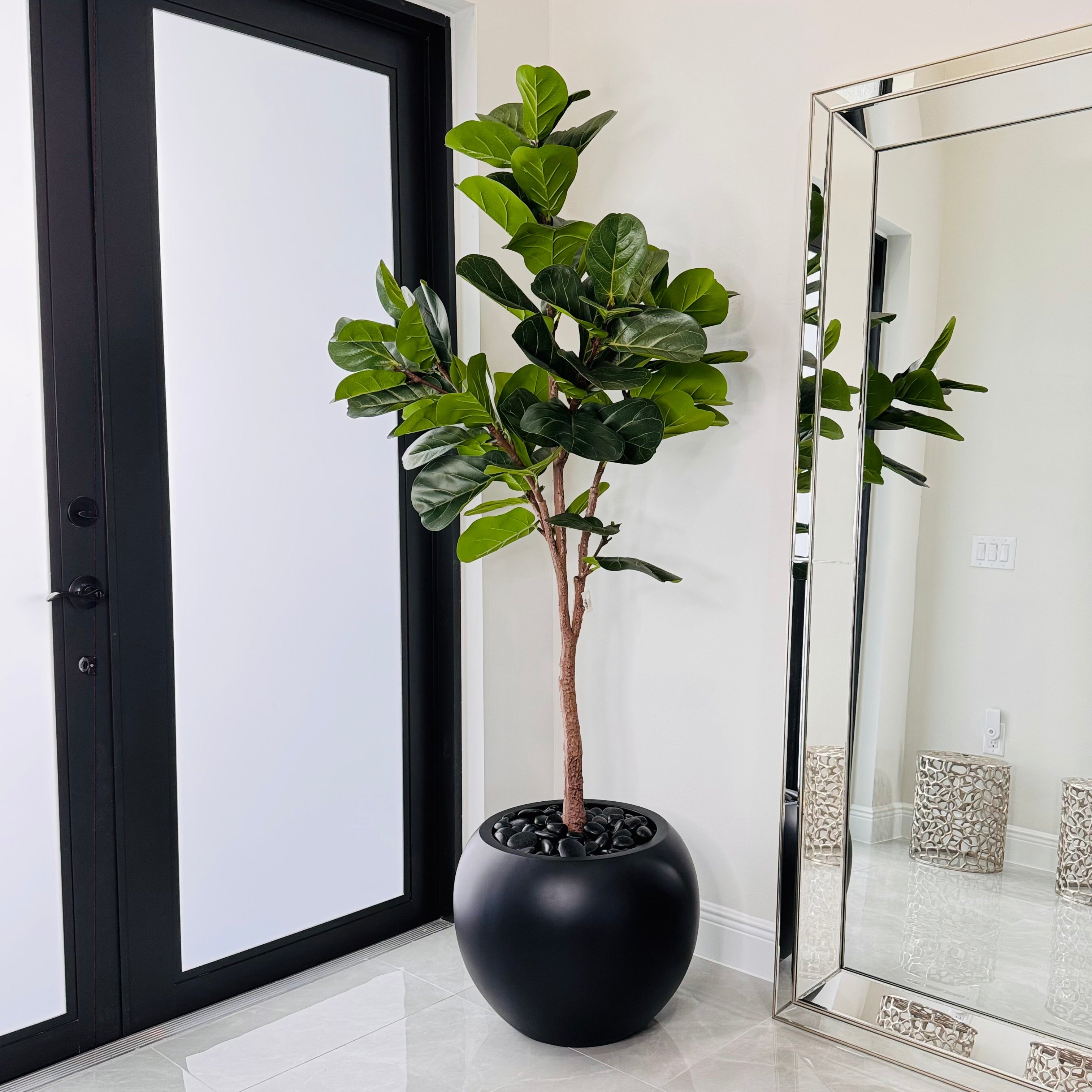 Artificial Ficus Elegance. – Lovely Orchid Store