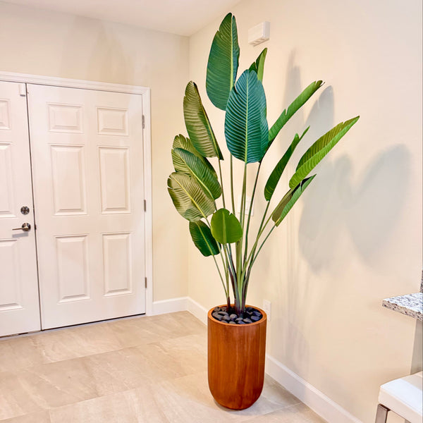 Bird of paradise Plant