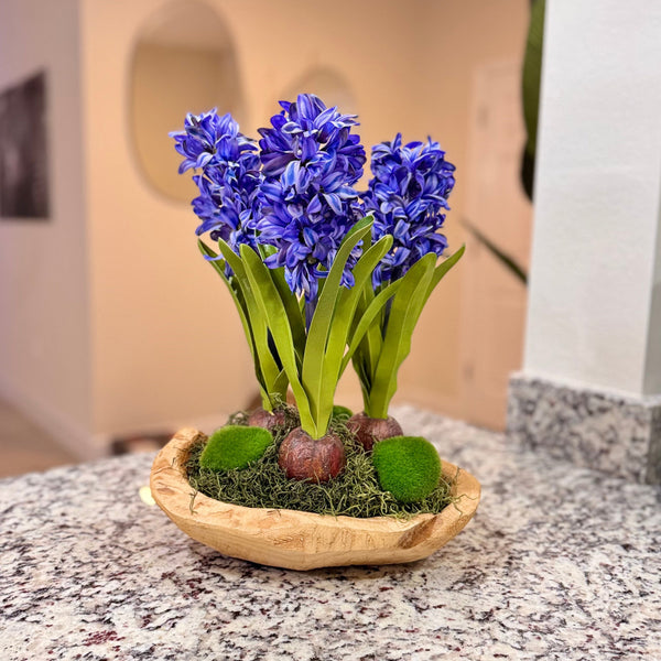 blue hyacinth