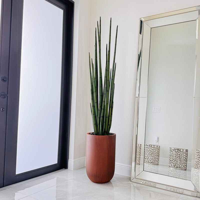 snake grass plant for sale Snake Grass Plant