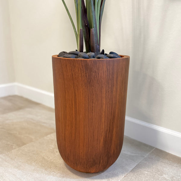 Bird of paradise Plant